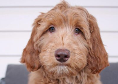 Rosebud australian best sale labradoodles
