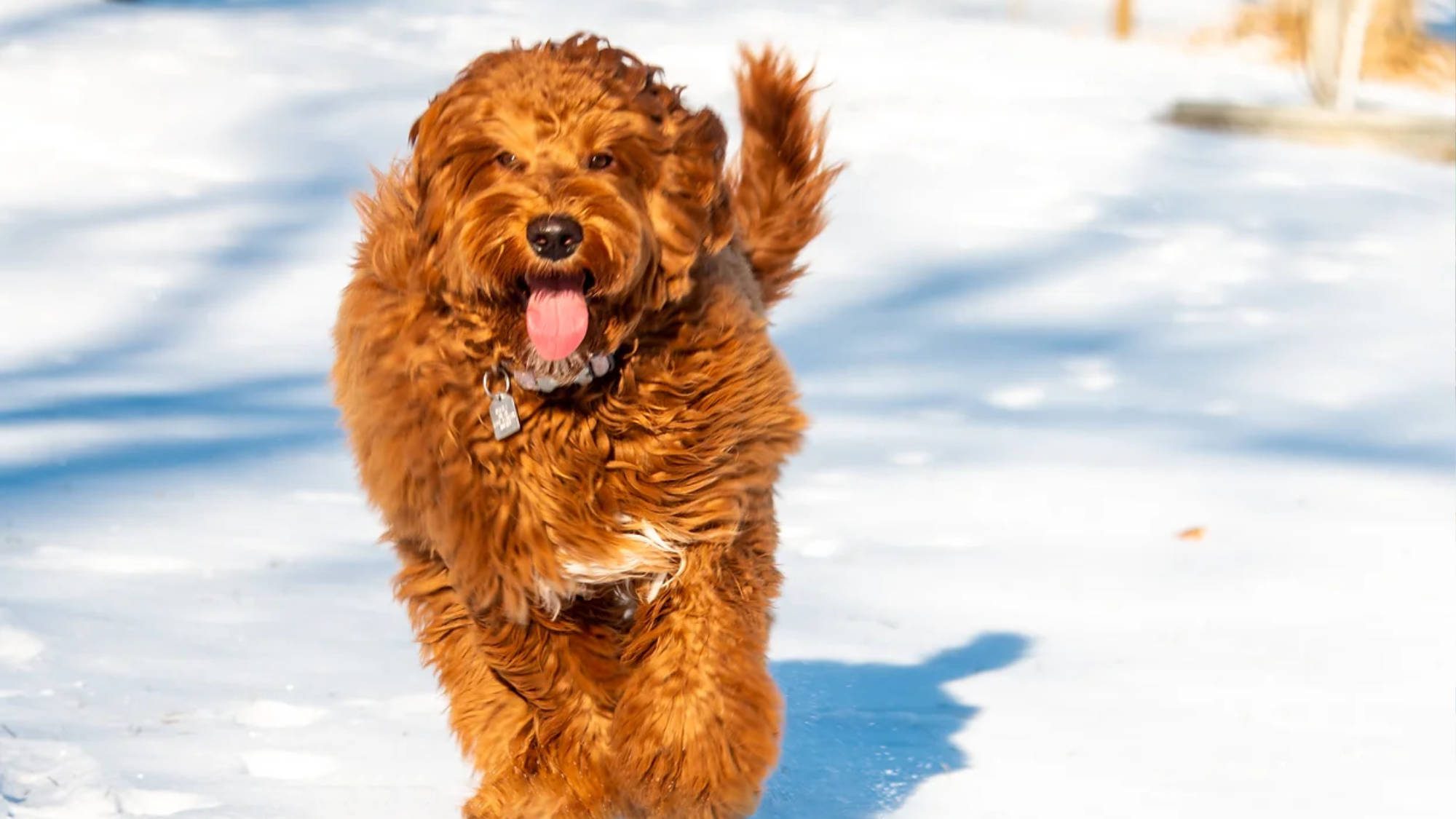 Australian Labradoodle - Big Rock's Bakers - Baker