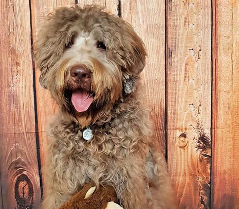 Cherry Blossom Healing Arts Board Certified Practitioners