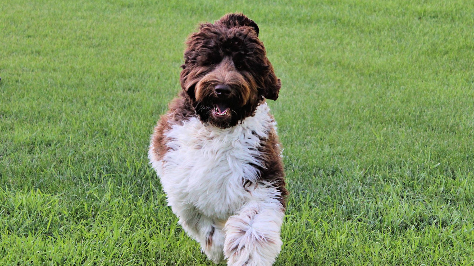 Australian Labradoodle - Big Rock's Coffee Bean - Nabob