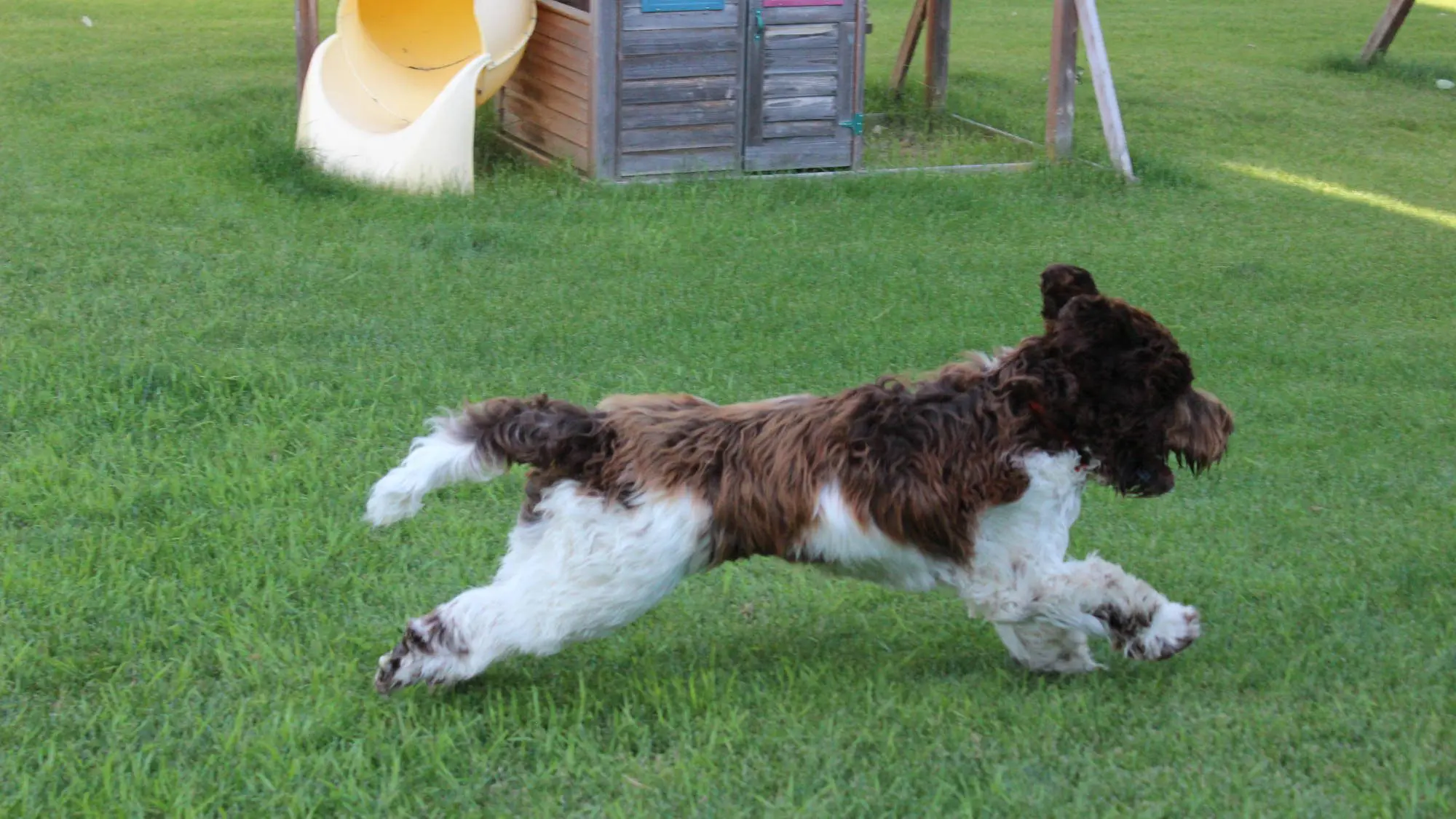 Australian Labradoodle - Big Rock's Coffee Bean - Nabob