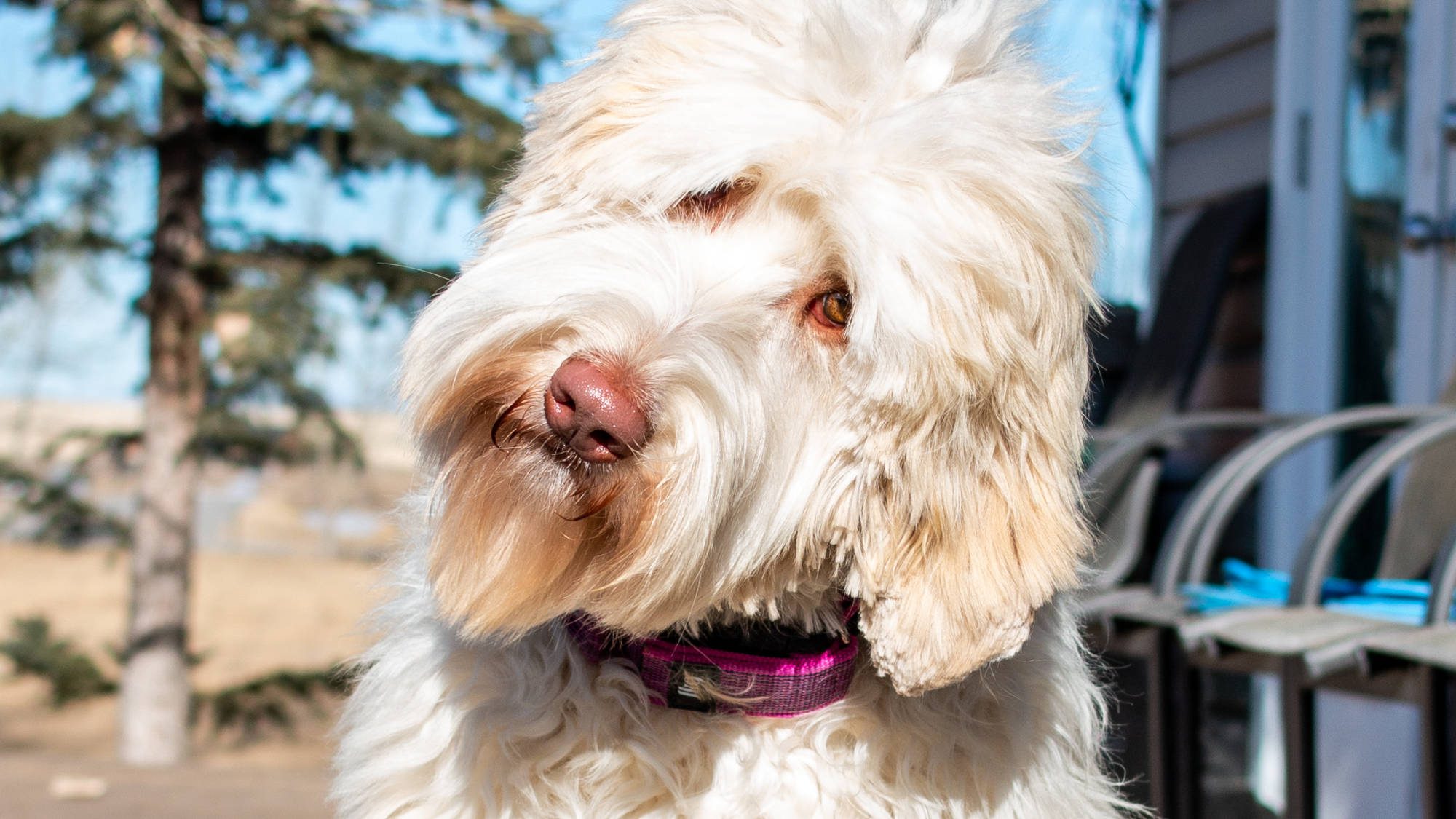 Juliet🐾 Big Rock Labradoodles Australian Labradoodle Momma