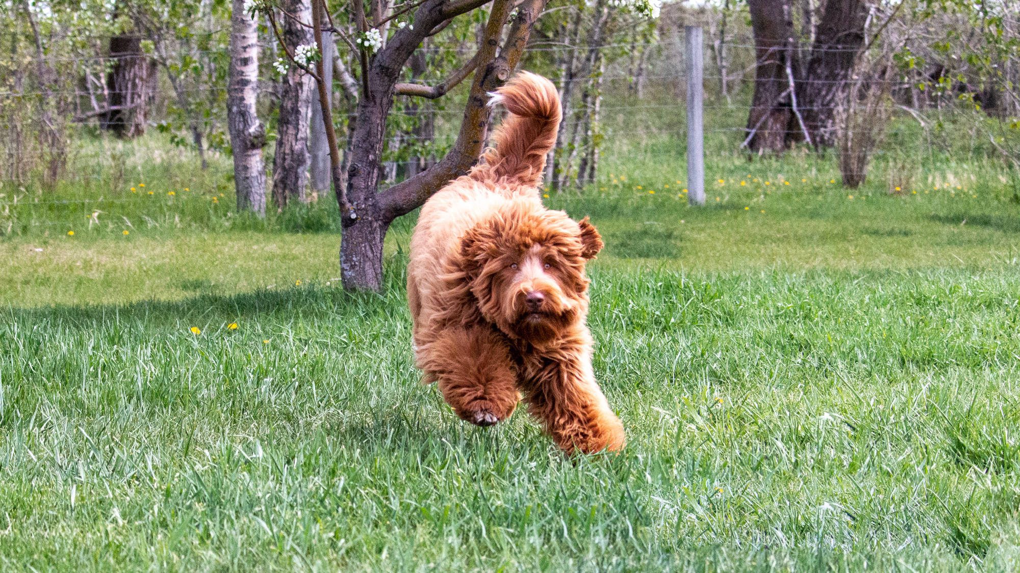 Australian Labradoodle - Big Rock's Figgjo - Fig