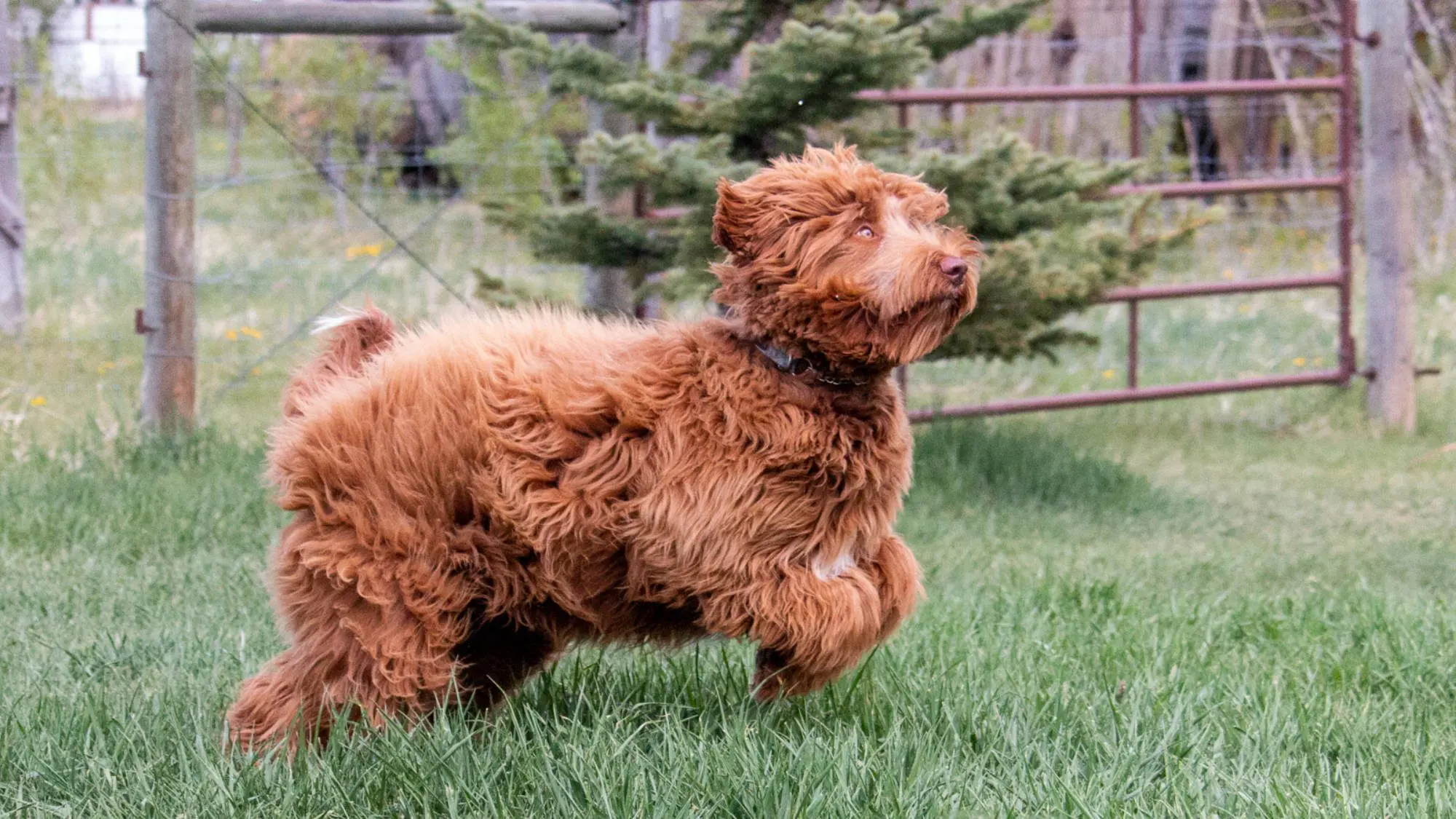 Australian Labradoodle - Big Rock's Figgjo - Fig