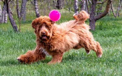 Australian Labradoodle - Big Rock's Figgjo - Fig