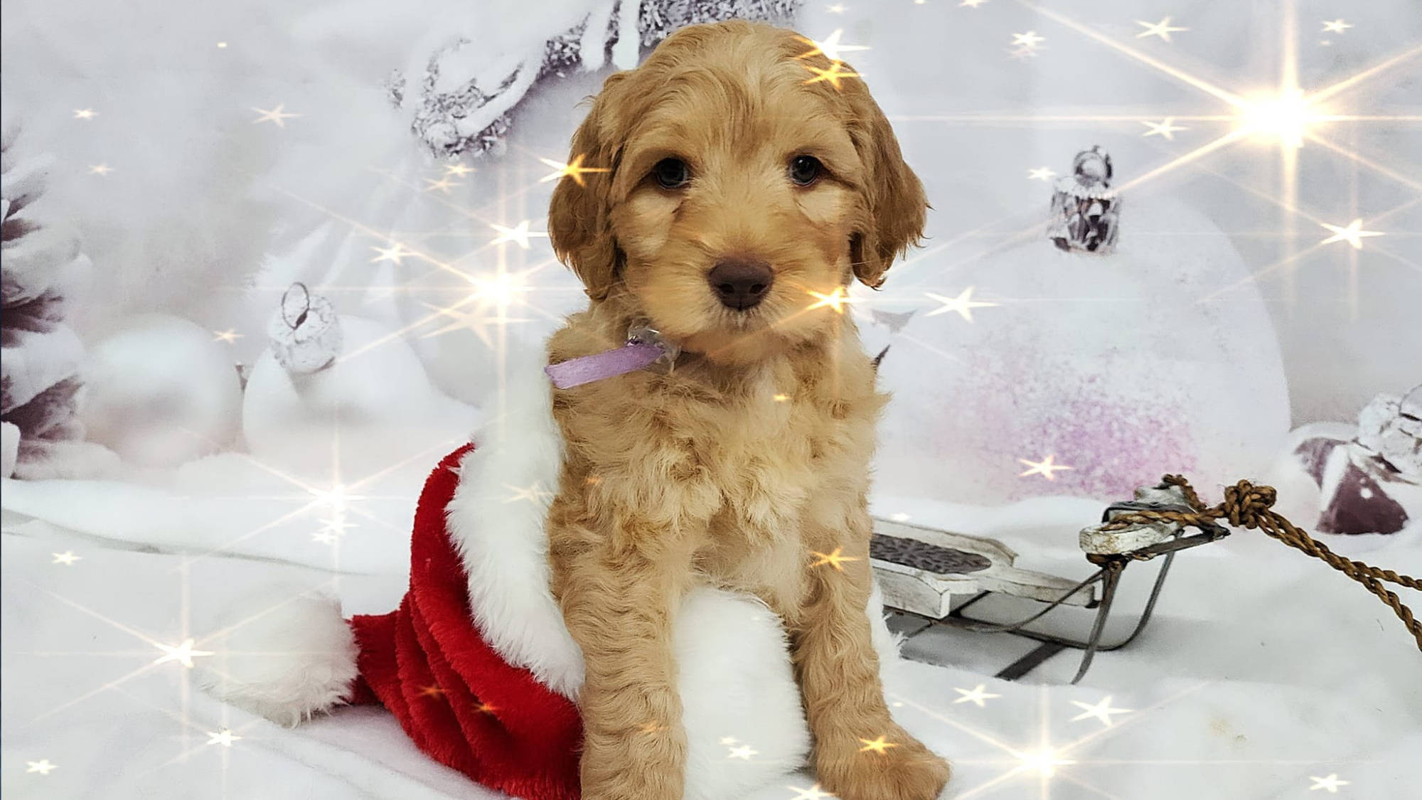Australian Labradoodle - Big Rock's Life in Plastic - Barbie