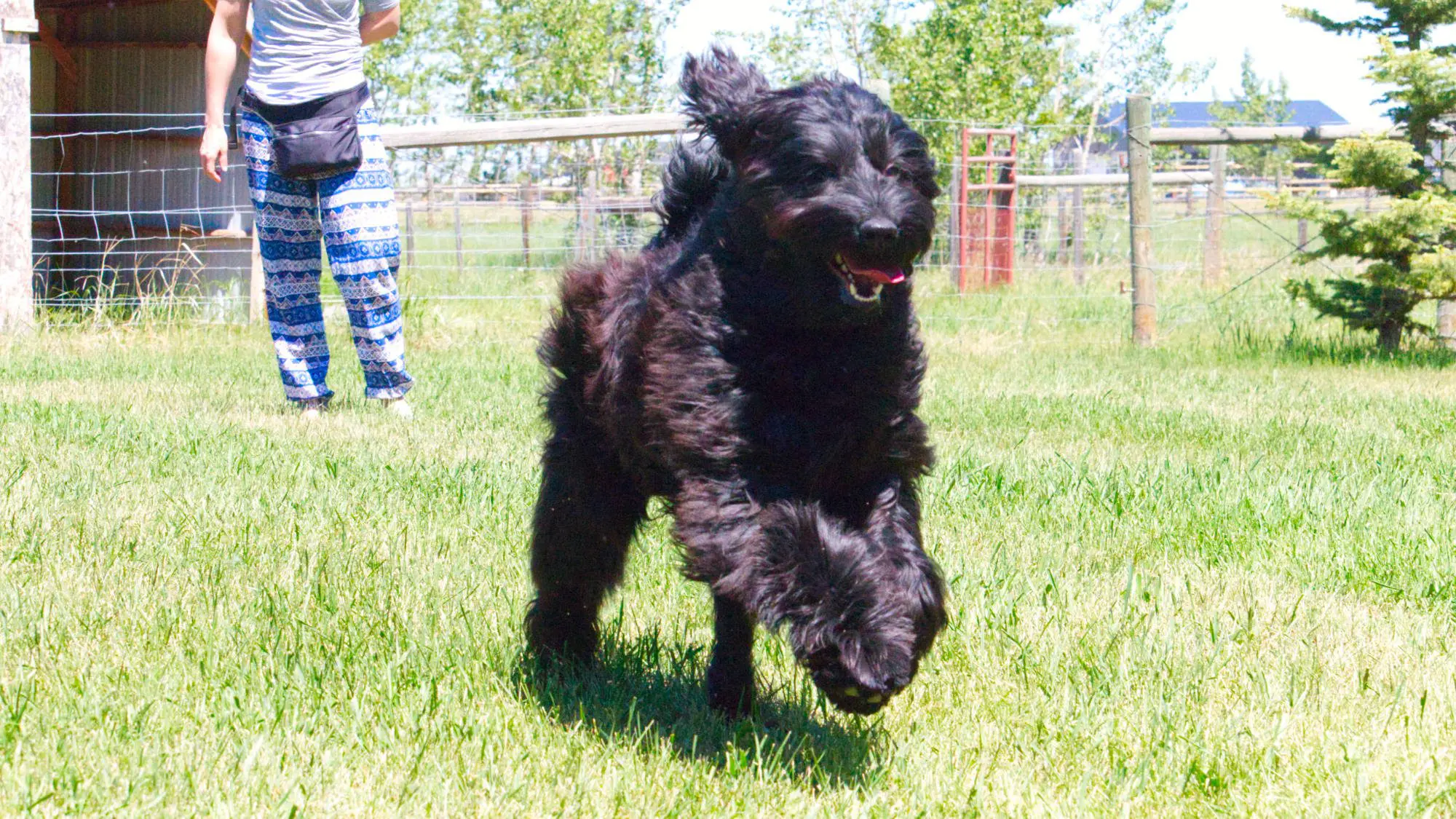 Australian Labradoodle - Big Rock's Nairobi - Robi