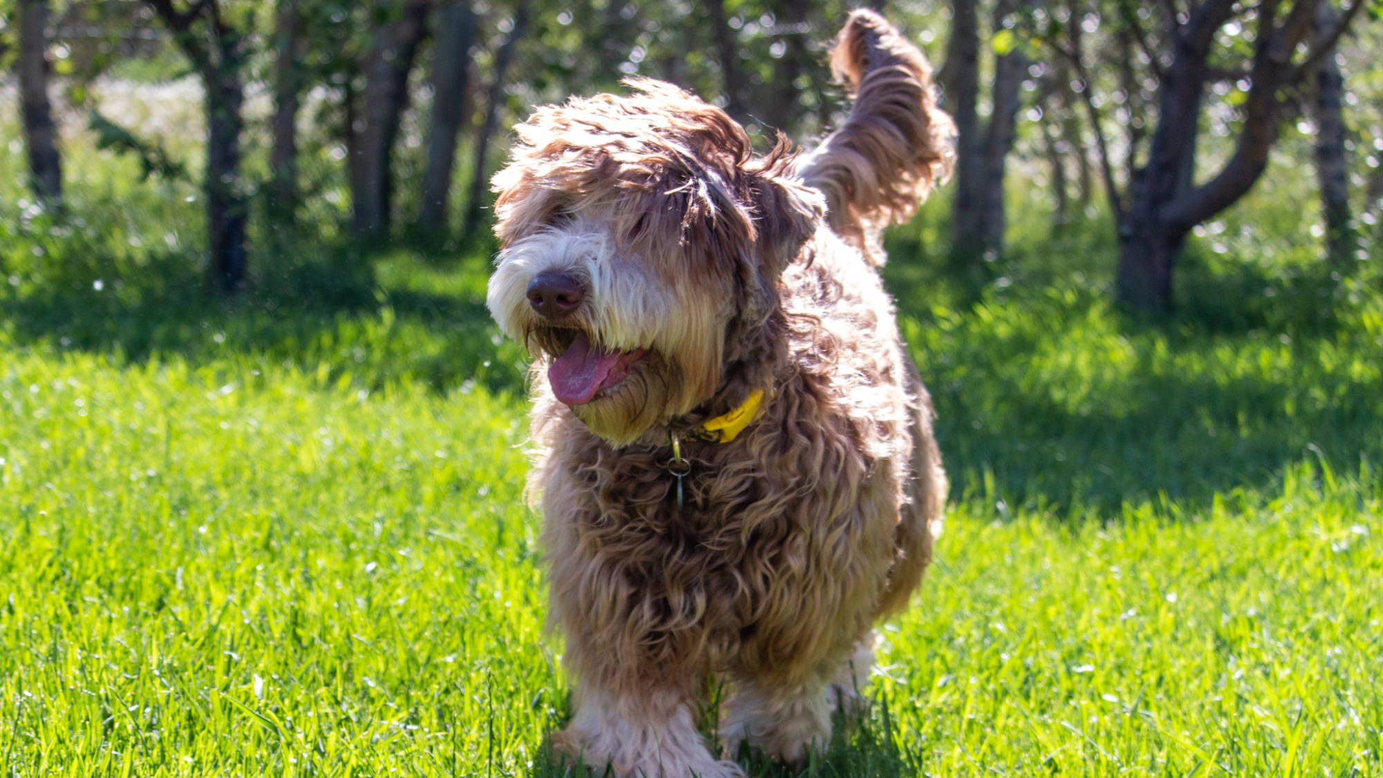 Australian Labradoodle - Big Rock's Petunia Pig - Luna