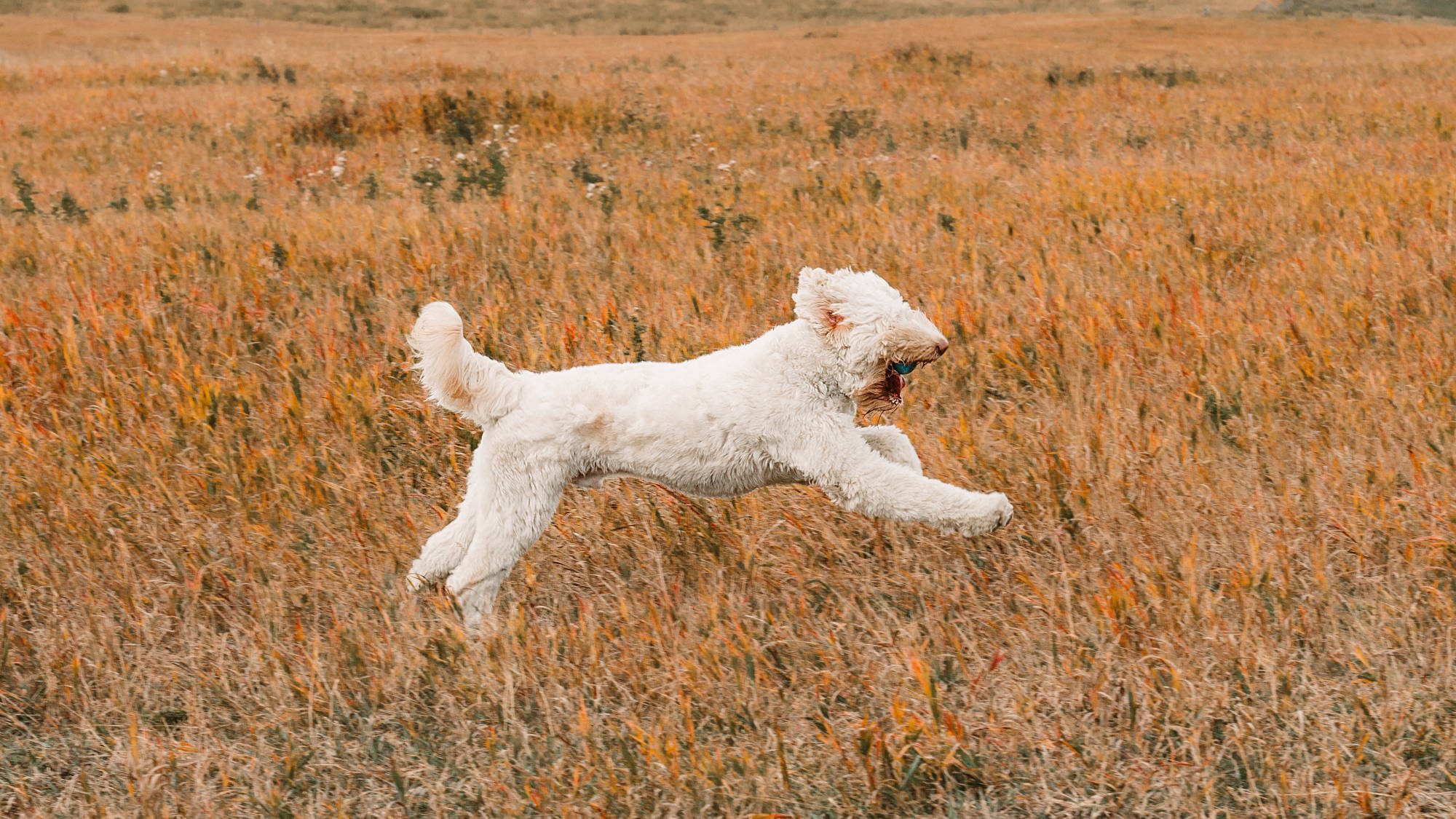 Australian Labradoodle - Big Rock's Rare Element - Mercury