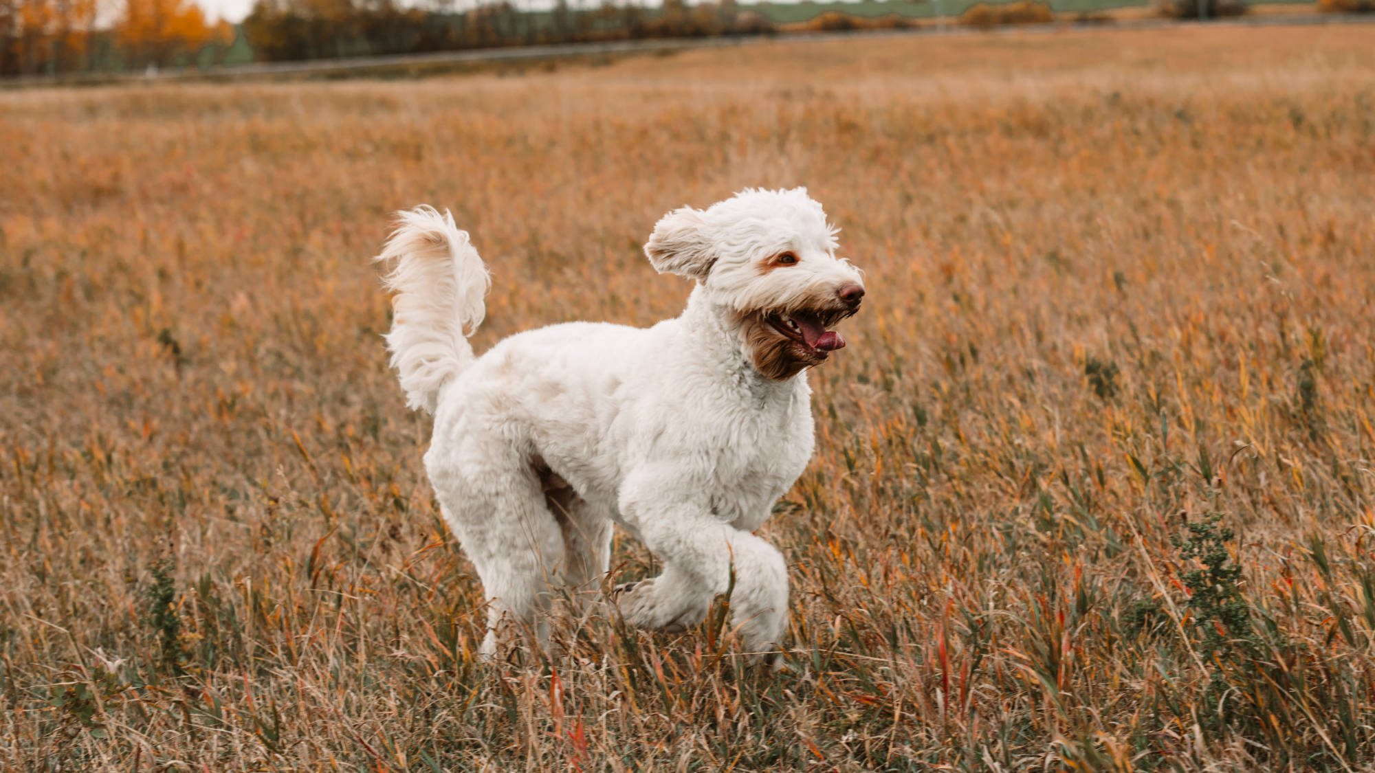 Australian Labradoodle - Big Rock's Rare Element - Mercury