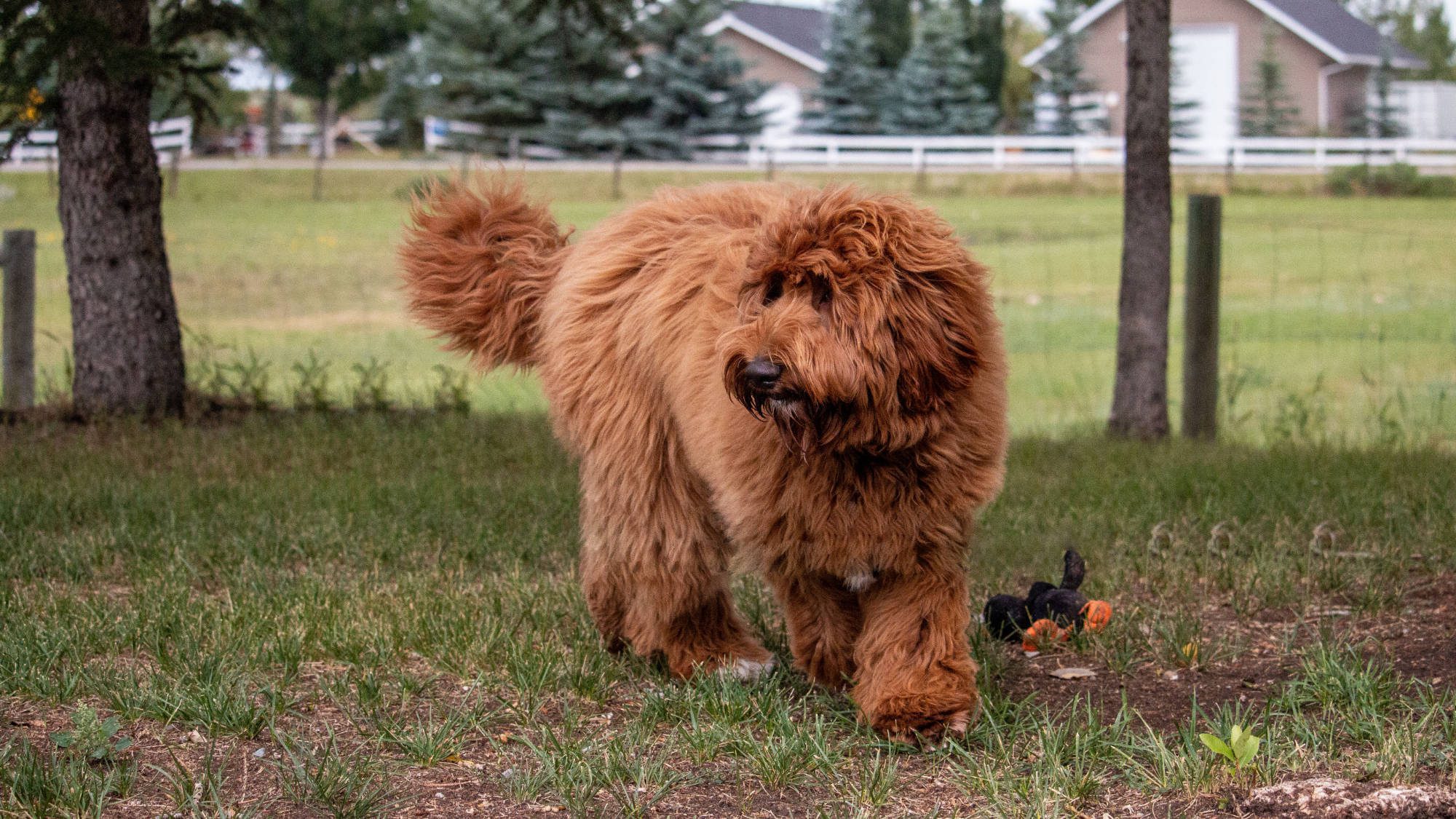 Australian Labradoodle - Big Rock's Sunny's Halo