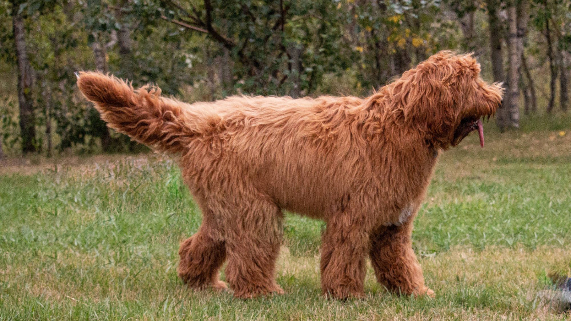 Australian Labradoodle - Big Rock's Sunny's Halo