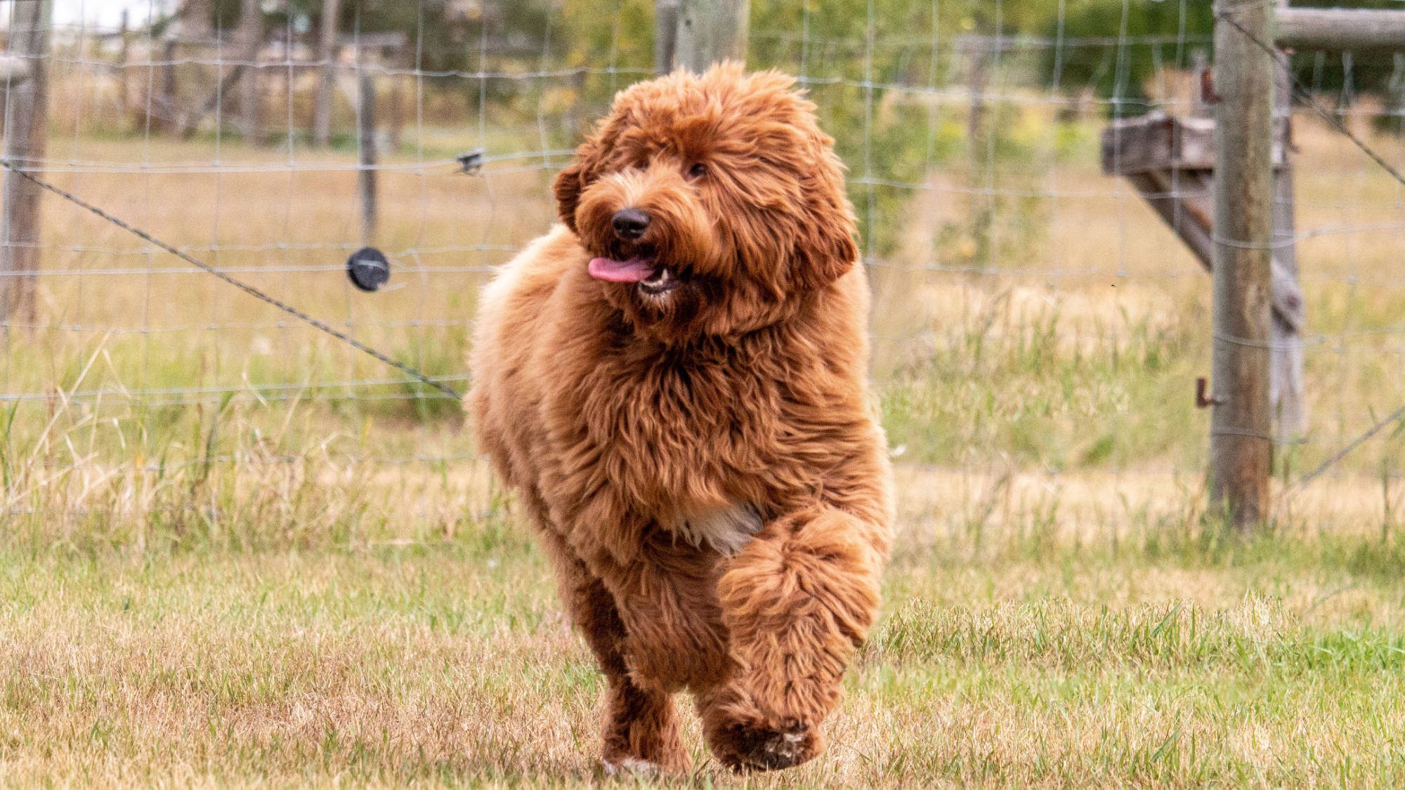 Australian Labradoodle - Big Rock's Sunny's Halo