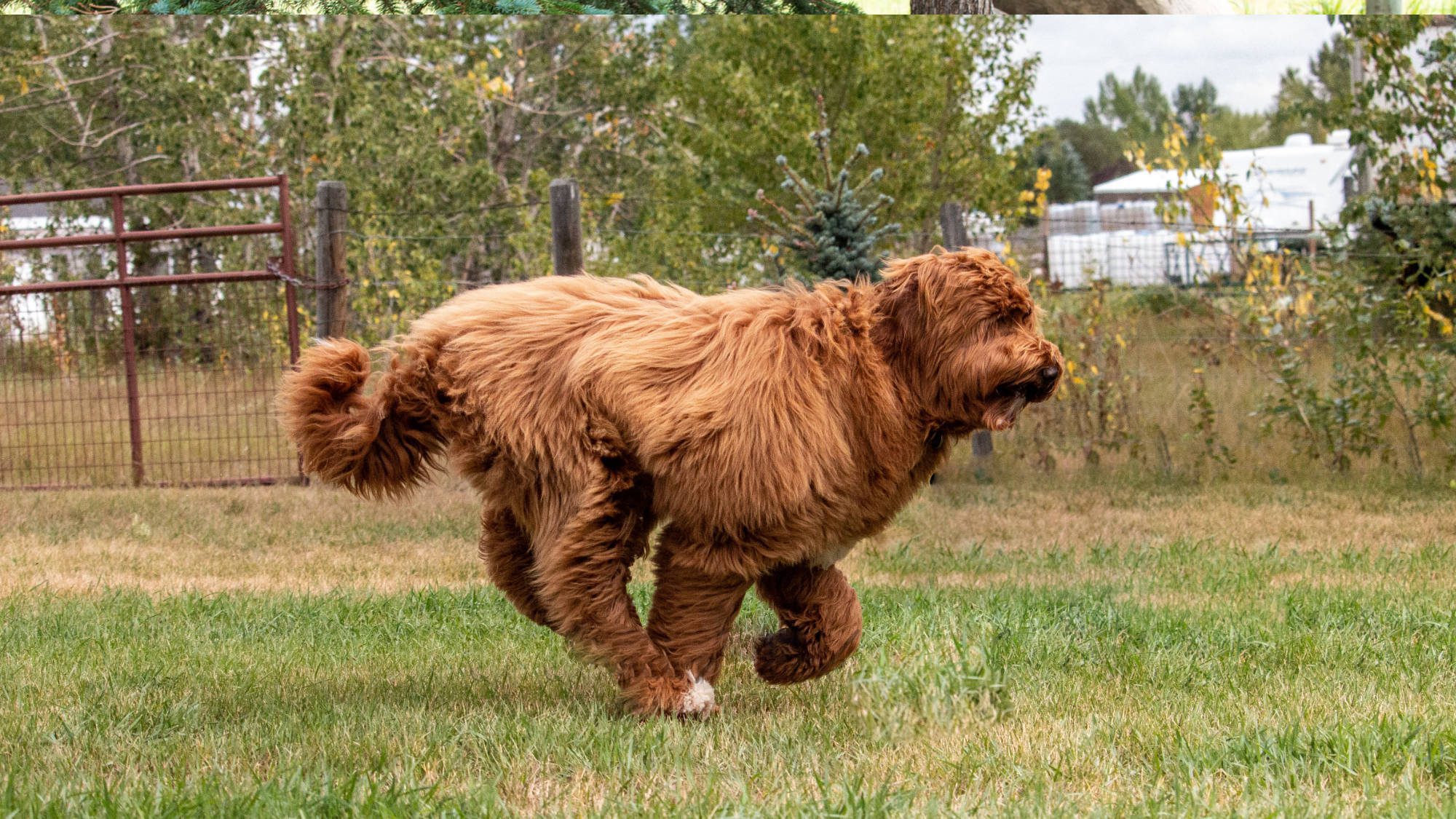 Australian Labradoodle - Big Rock's Sunny's Halo