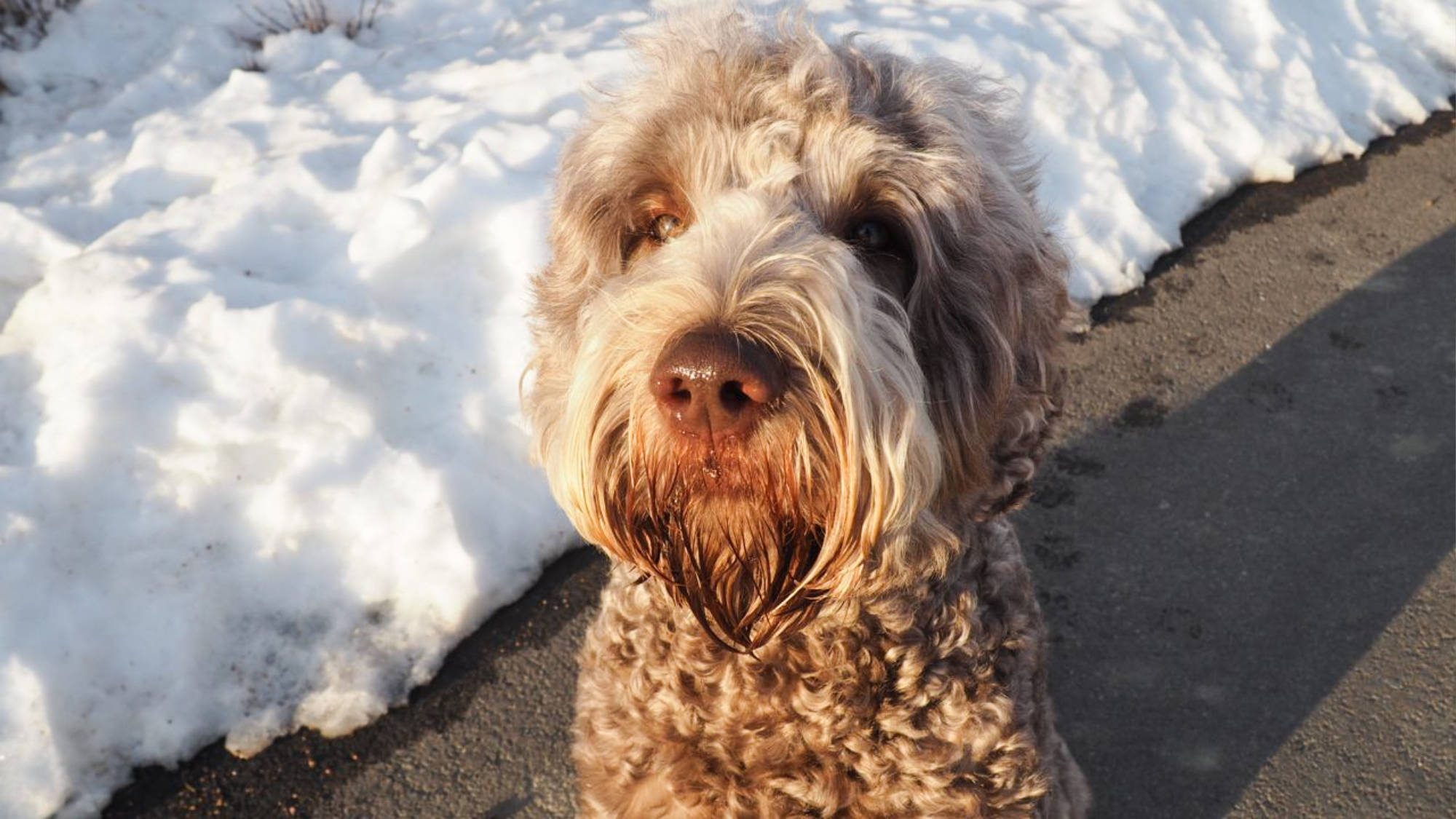 Australian Labradoodle - Brickhaven's County Justice