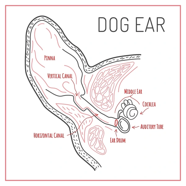 Learn to maintain your dog's ear health with regular checks and cleanings, recognizing signs of issues early to keep them happy and comfy.
