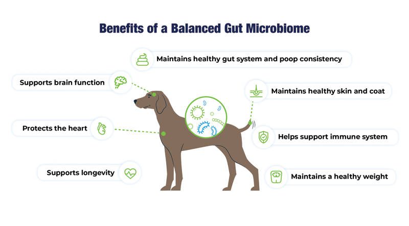 Graphic showing the benefits of a balanced gut microbiome