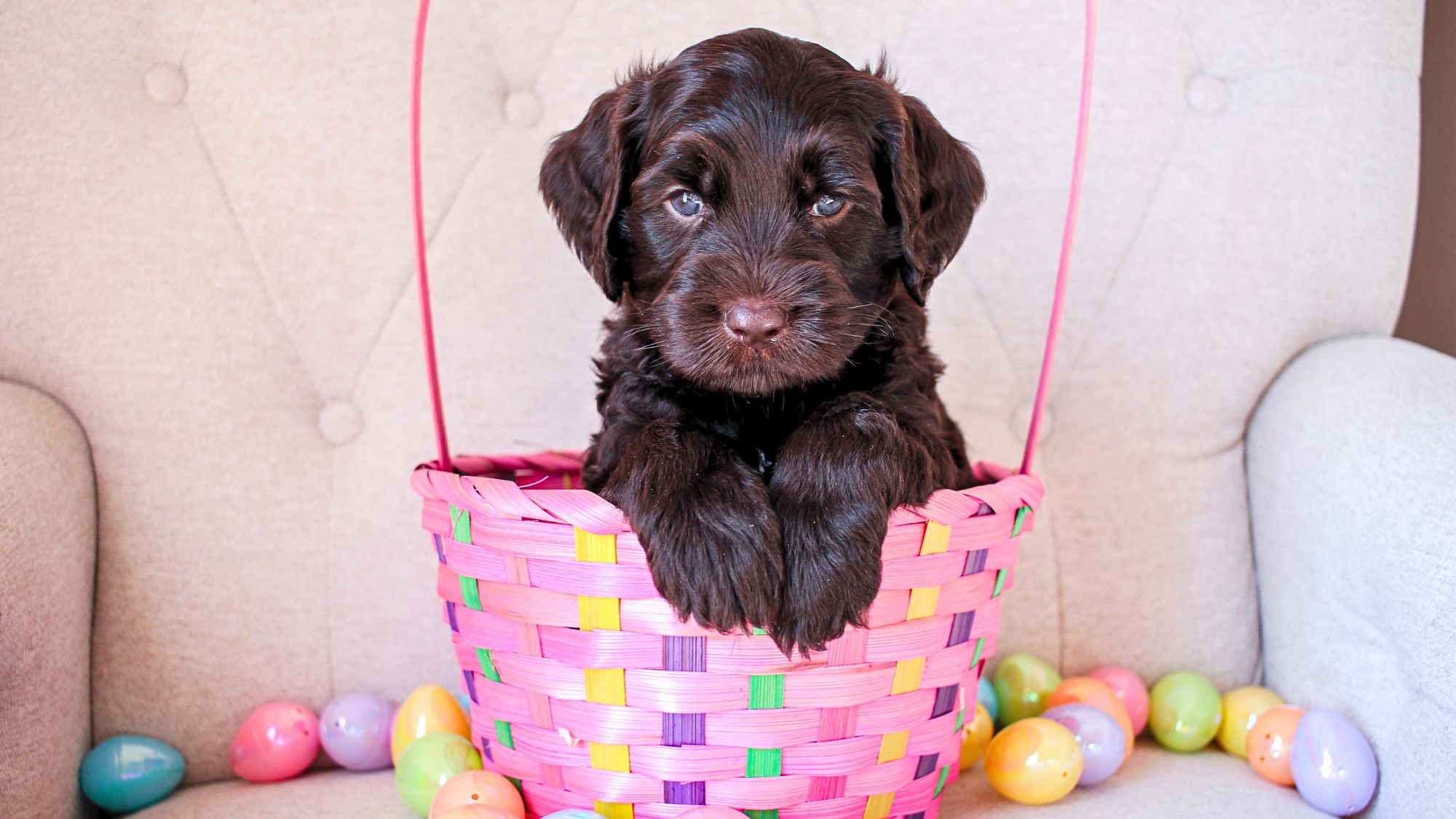 Australian Labradoodle Puppies for Sale 🐾 Willie Nelson - Favourites ...