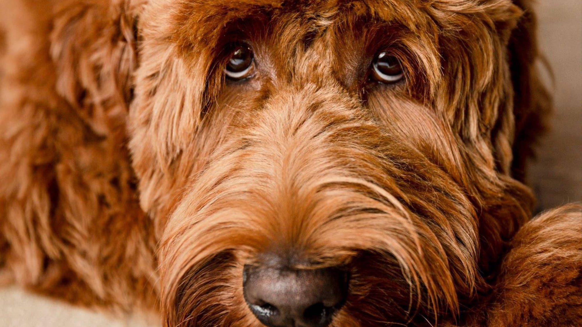 Australian Labradoodle - Rosebud's Red Prince Charlie