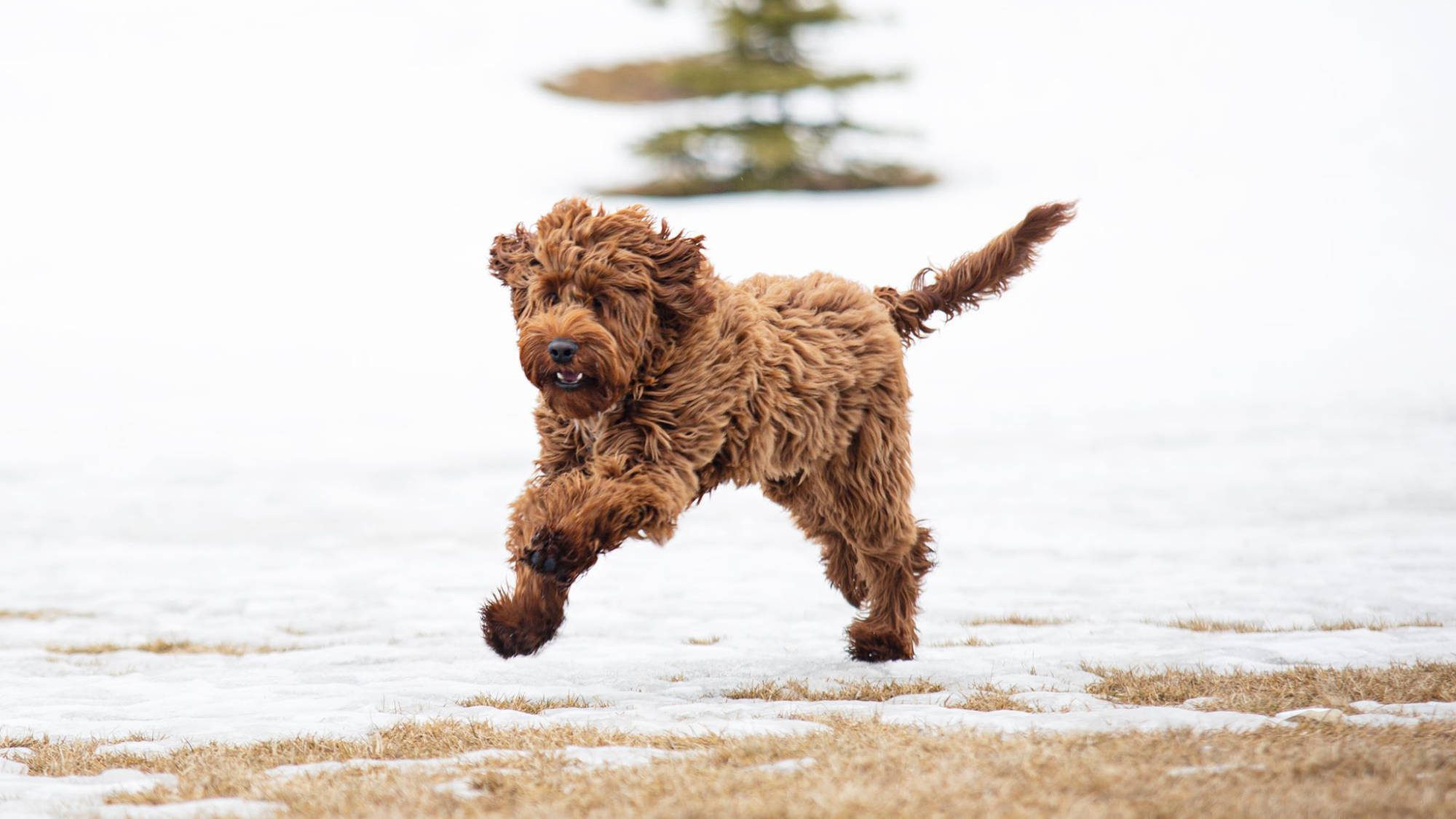 Australian Labradoodle - Rosebud's Red Prince Charlie