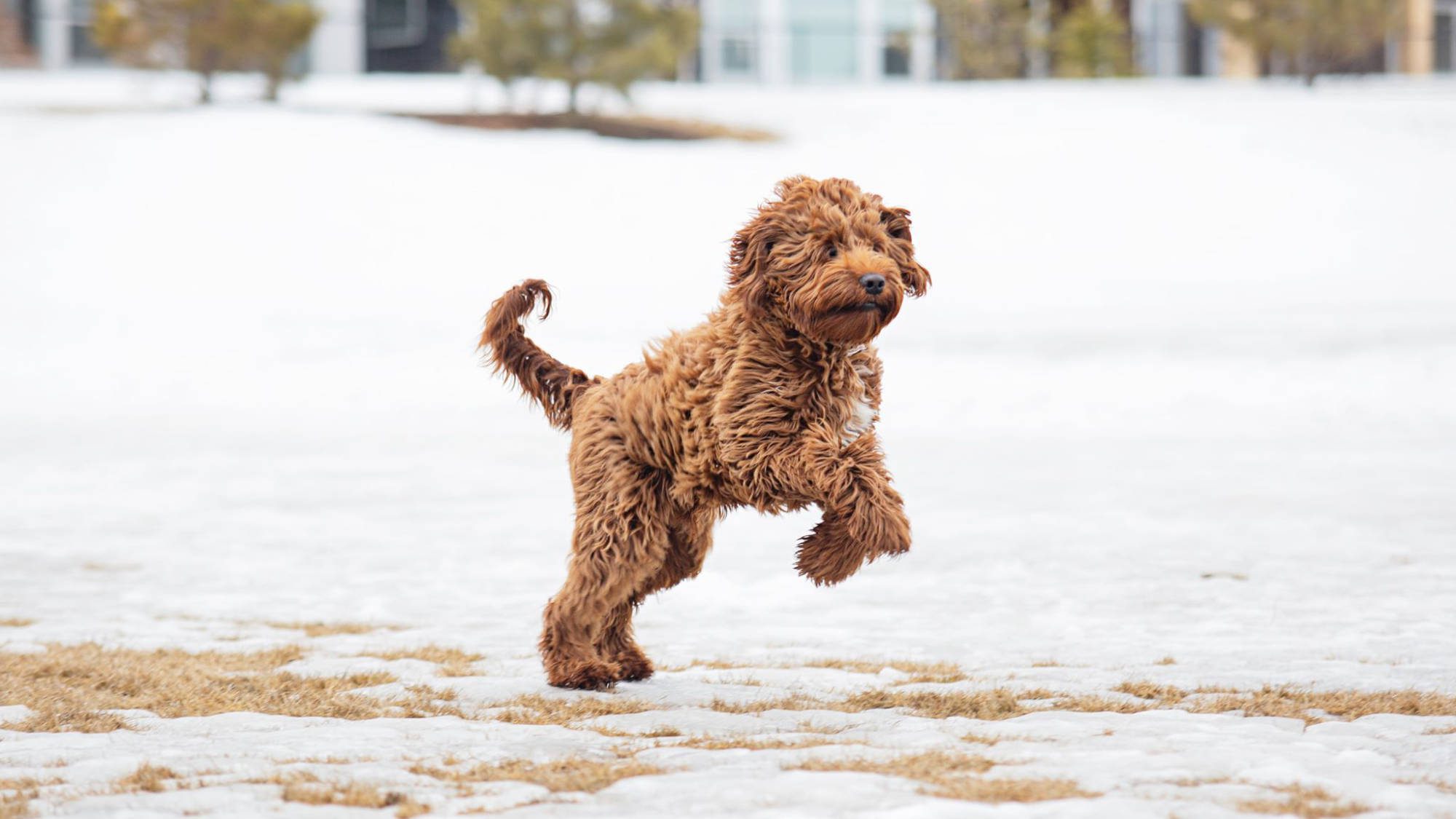 Australian Labradoodle - Rosebud's Red Prince Charlie