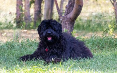 Australian Labradoodle - Sunrise Big Mountain Gorilla - Fossey