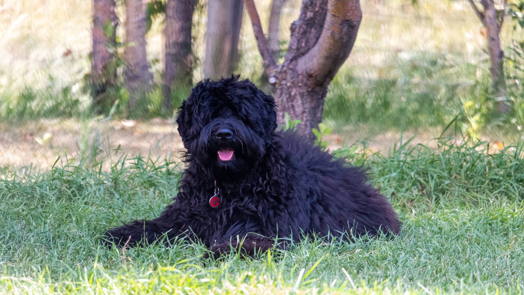 Australian Labradoodle - Sunrise Big Mountain Gorilla - Fossey