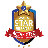 2024 WALA Accredited Breeder badge for Big Rock Labradoodles
