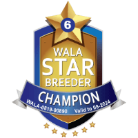 2024 WALA Champion Breeder badge for Big Rock Labradoodles