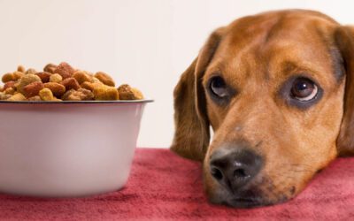 Why Kibble is Bad for Dogs