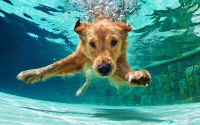 Can Dogs Smell Under Water?