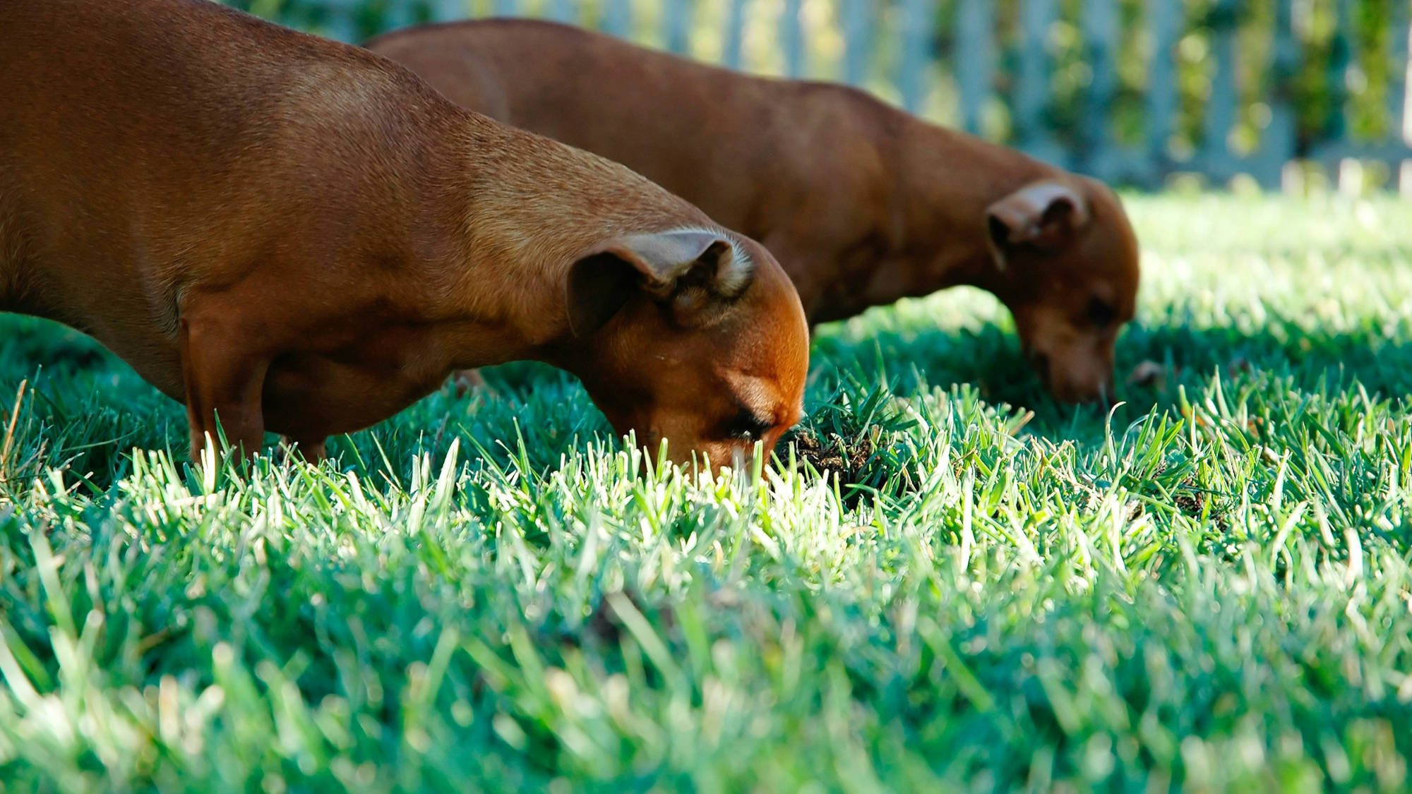 Why Do Dogs Sniff Everything?