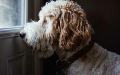 How To Help a Dog With Separation Anxiety