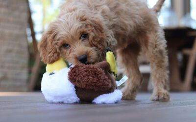 Navigating the World of Doodles — A Breeder’s Insights on Ethical Practices