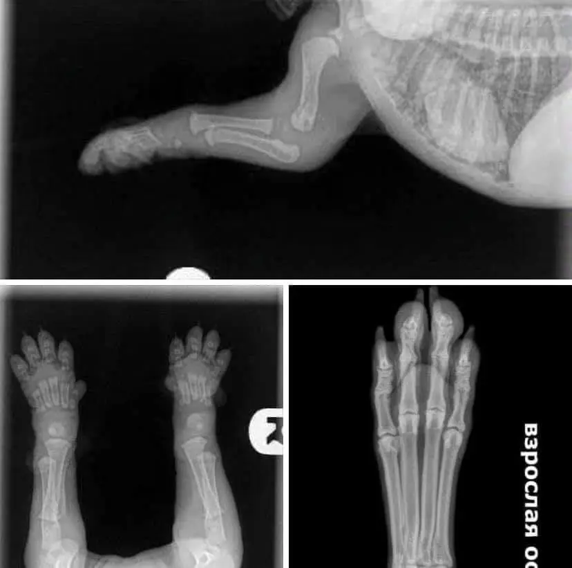 Xray of a puppy showing how far apart the bones are.