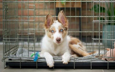 Potty Talk — Crate Training Your Puppy