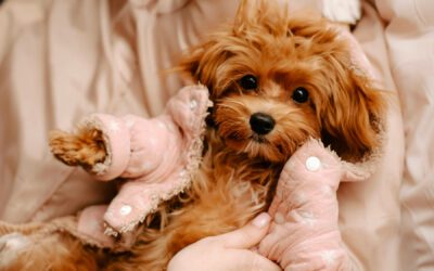 11 Signs Your Puppy is Stressed