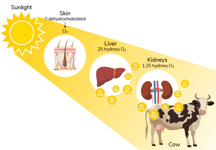 Illustration of the effects of Sunlight