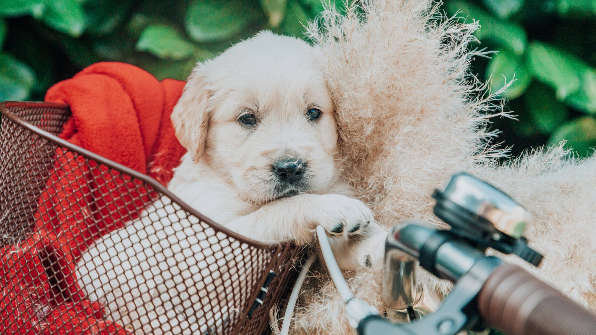 Puppy Bone and Joint Development