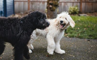 Unlock the Secrets of Your Dog’s Microbiome