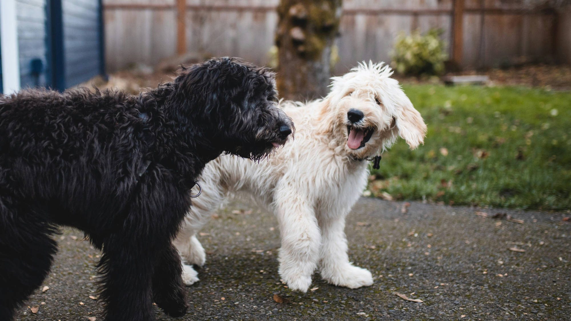 Unlock the Secrets of Your Dog’s Microbiome