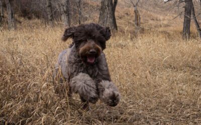 What Makes Australian Labradoodles So Dang Special?