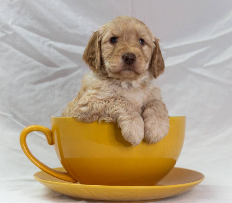 Big Rock's Beatrice - form Big Rock Labradoodles Famous Dogs Litter - at 5 weeks old sitting in a teacup