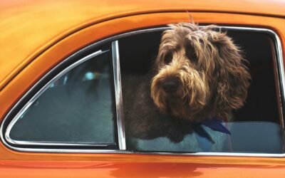 How To Get Dog Hair Out of Your Car