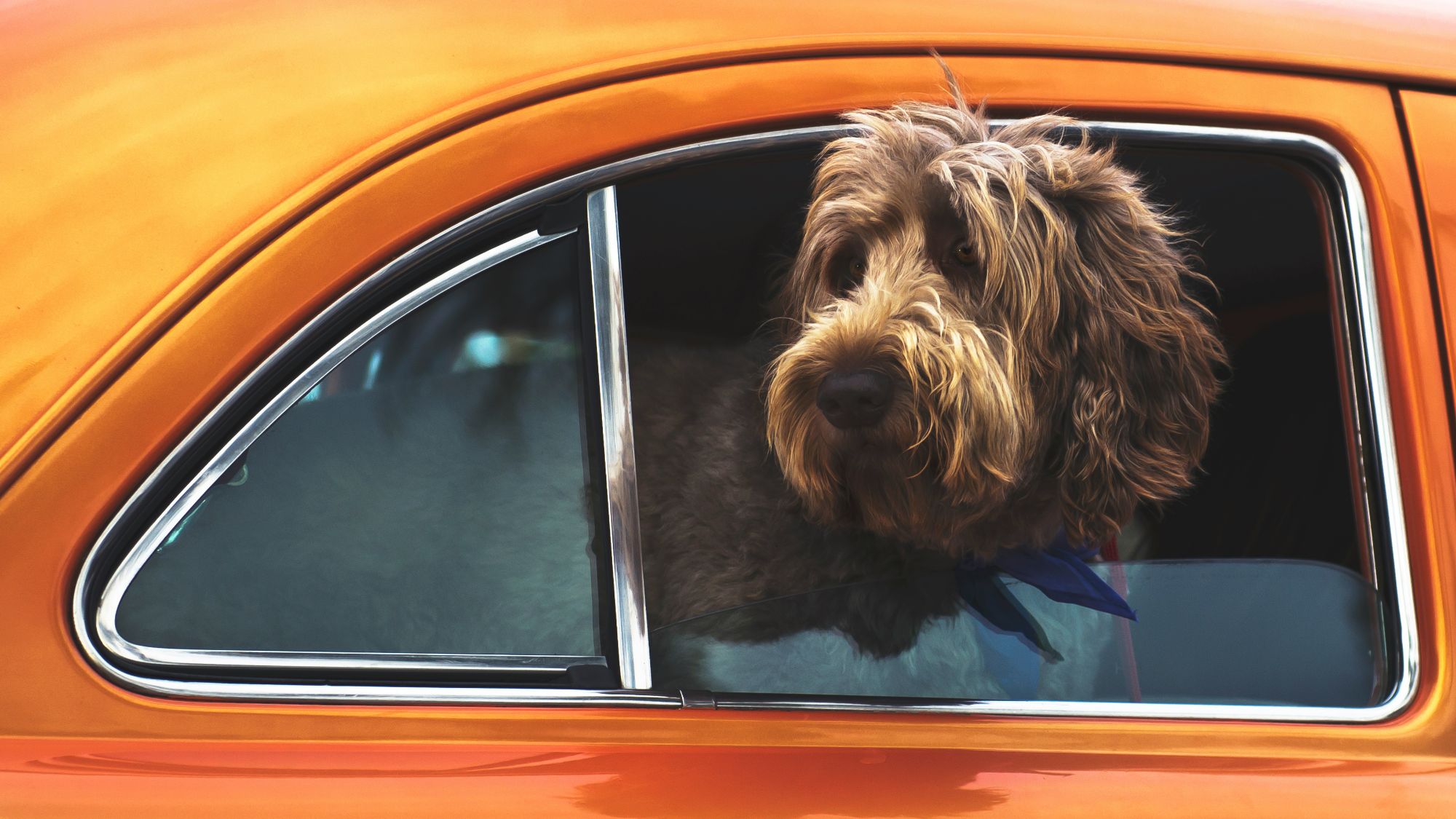 How To Get Dog Hair Out of Your Car