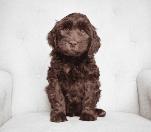 Chocolate Australian Labradoodle at 7 weeks of age.