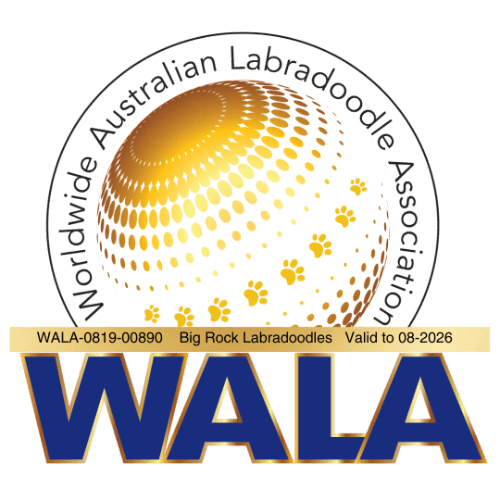 2023 WALA badge for Big Rock Labradoodles